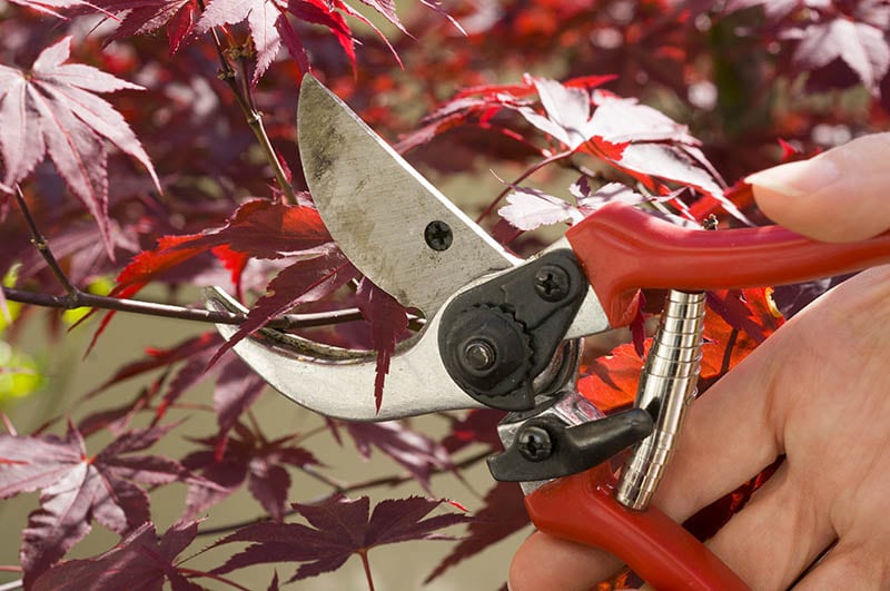 Woman gardener trimming a red Japanese maple plant with pruning shears on spring