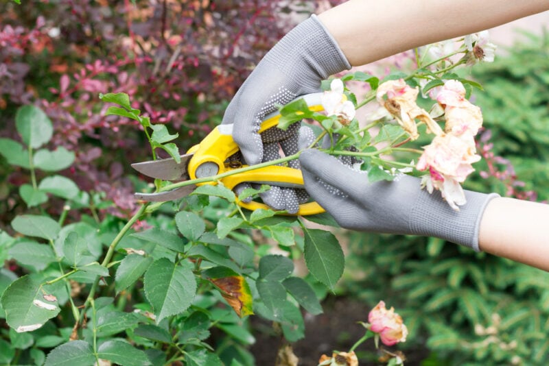 Women's hands in gardening gloves prune faded roses