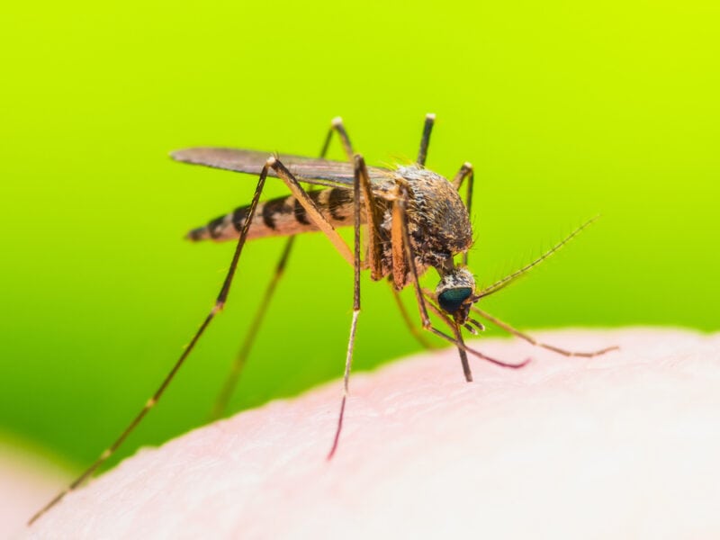 Yellow Fever Mosquito