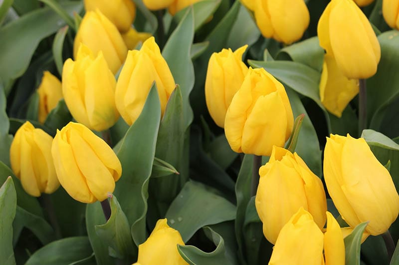 Yokohama single early tulip