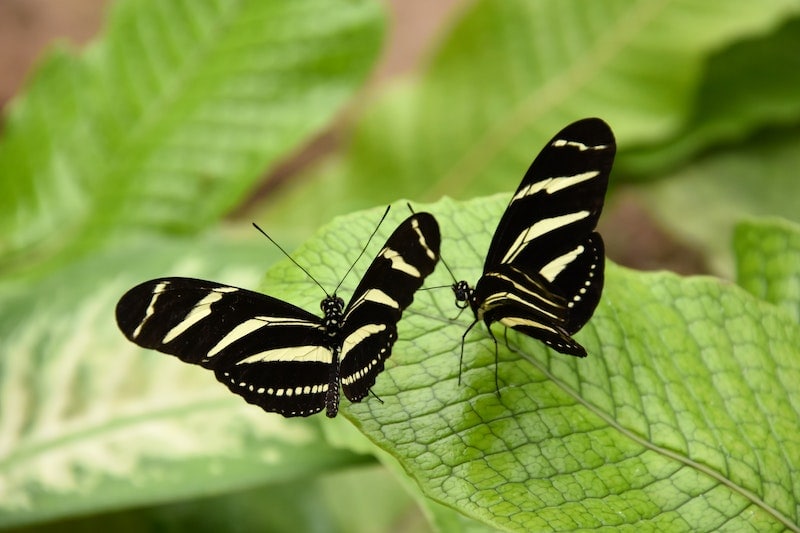 Zebra Longwing Butterfly