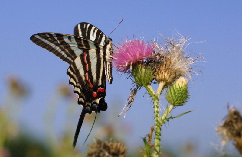 Zebra Swallowtail butterfly on a pink flower