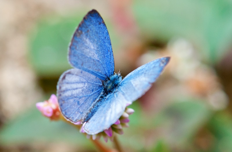 a Celastrina ladon or Spring Azure butterfly