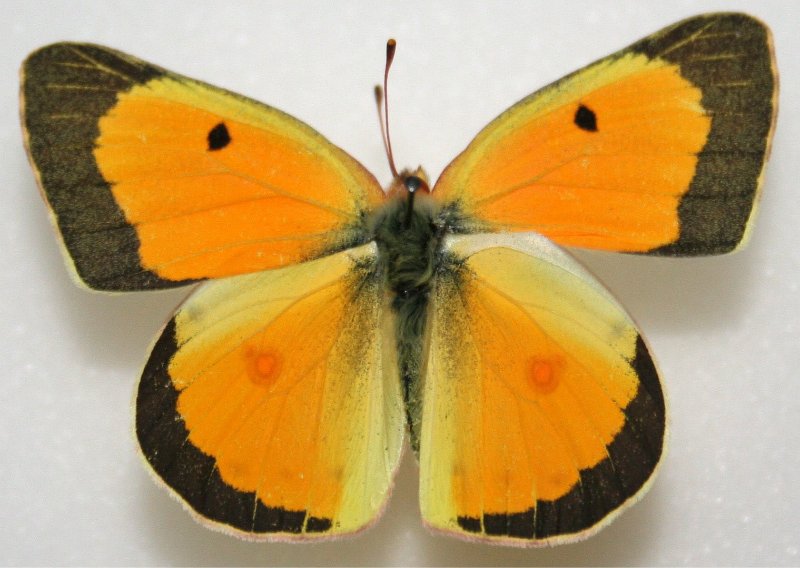 a Colias eurytheme or orange sulphur butterfly