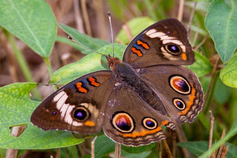 a Common Buckeye butterfly perched on leaves