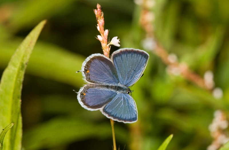 a Eastern Tailed-Blue butterfly on a plant