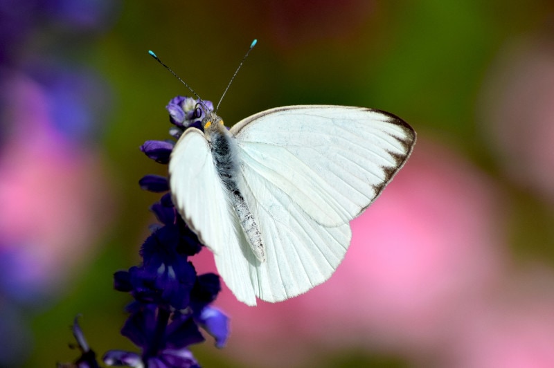 a Florida White Butterfly on violet flowers