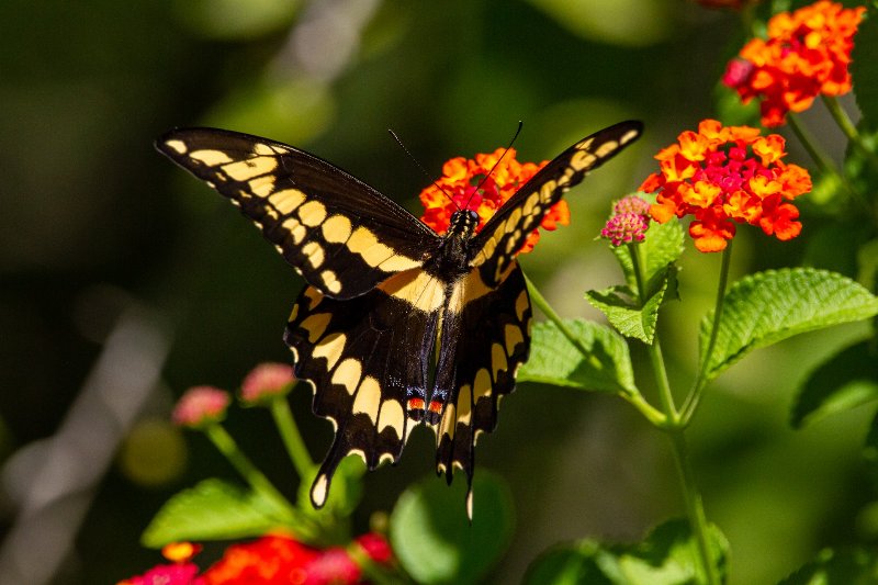 a Giant Swallowtail butterfly on a red and orange lantana plant