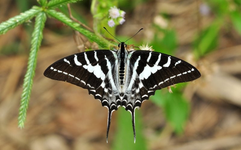 a Graphium aristeus or Chain Swordtail butterfly