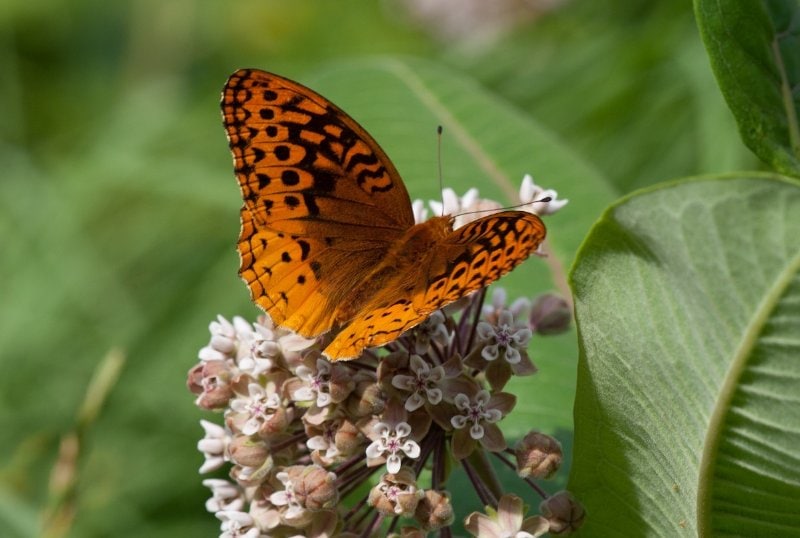 a Great Spangled Fritillary butterfly perched on tiny flowers