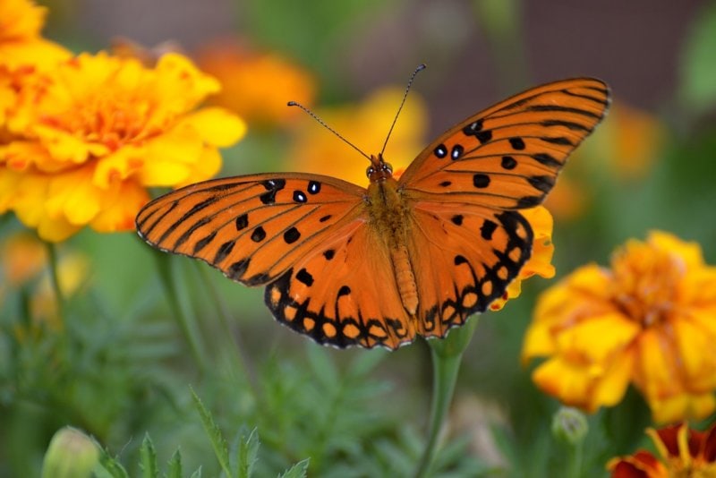 a Gulf Fritillary butterfly on yellow flowers