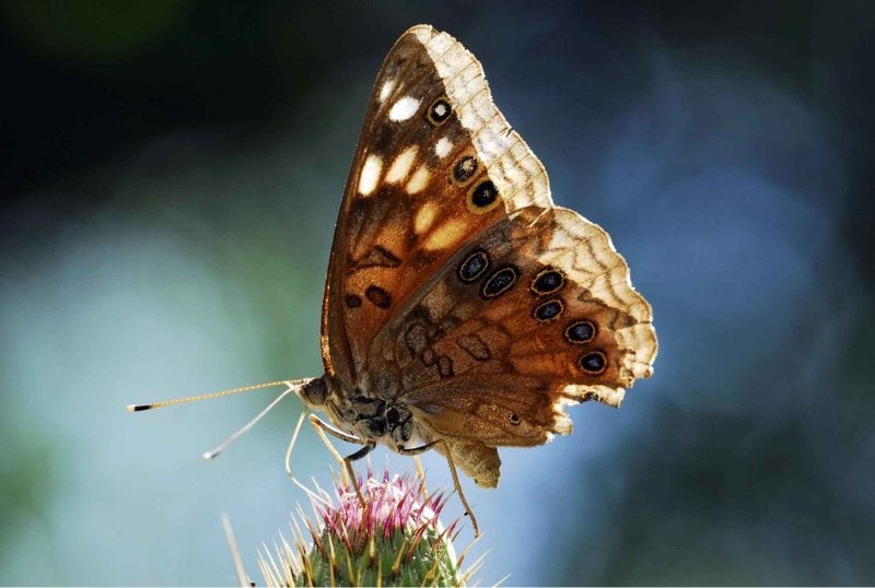 a Hackberry Emperor butterfly