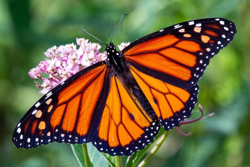 a Monarch Butterfly on a purple flower