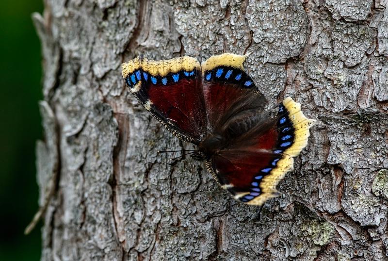 a Mourning Cloak butterfly on the bark of a tree