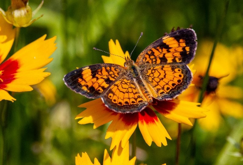 a Pearl Crescent butterfly perched on a yellow and red flower