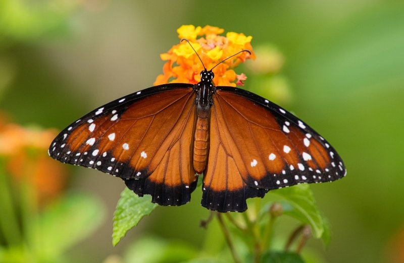 a Queen Butterfly on a yellow lantana plant
