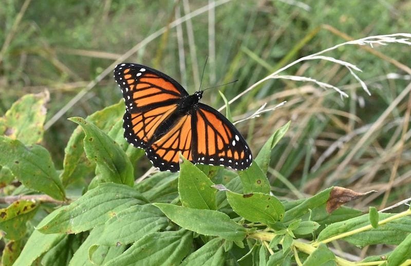a Viceroy Butterfly perched a green plant