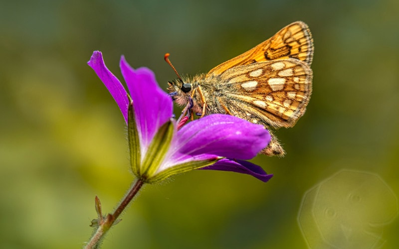 a chequered or arctic skipper butterfly (Hesperiidae)