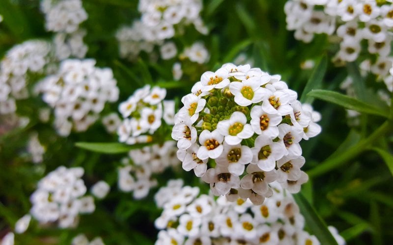 a cluster of sweet white alyssum flowers