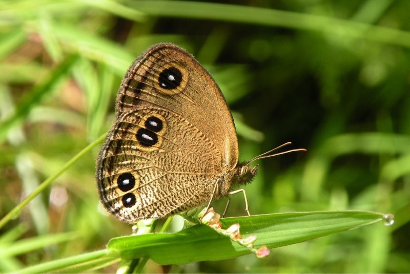 a common wood nymph butterfly, also known as the blue-eyed grayling