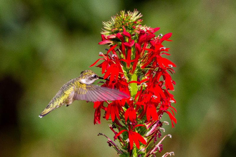 a female ruby-throated hummingbird gathers nectar from red cardinal flower (Lobelia cardinalis)