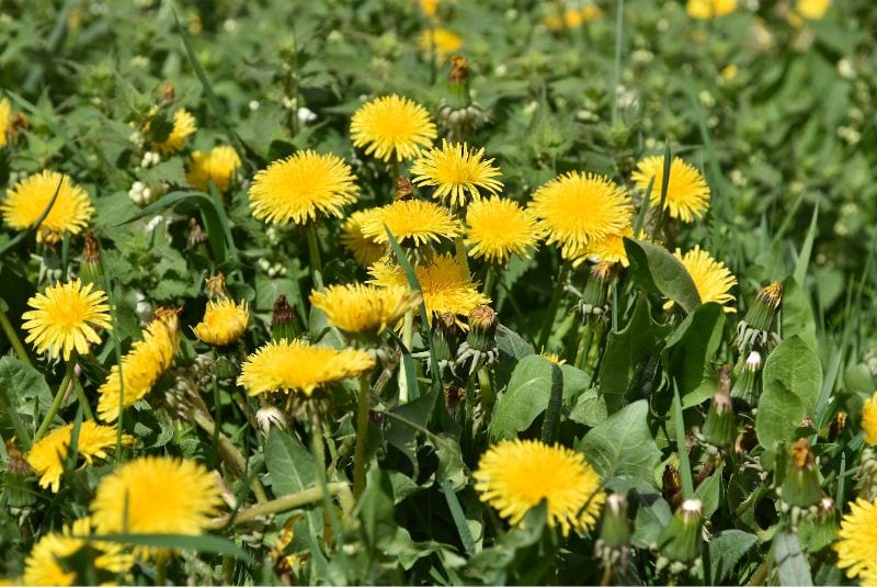 a field of dandelion flowers (Taraxacum officinale)