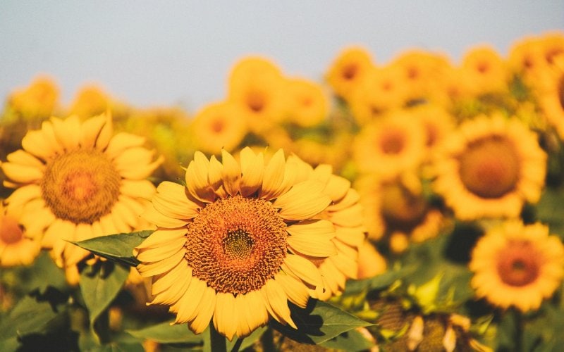 a field of sunflowers