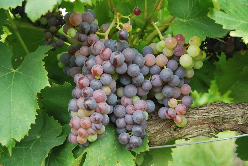 a grapevine with grape fruit