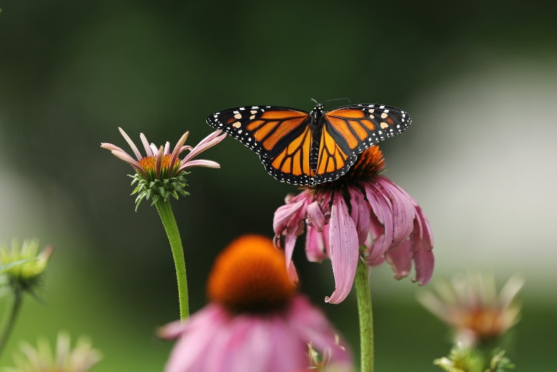a monarch butterfly on a flower