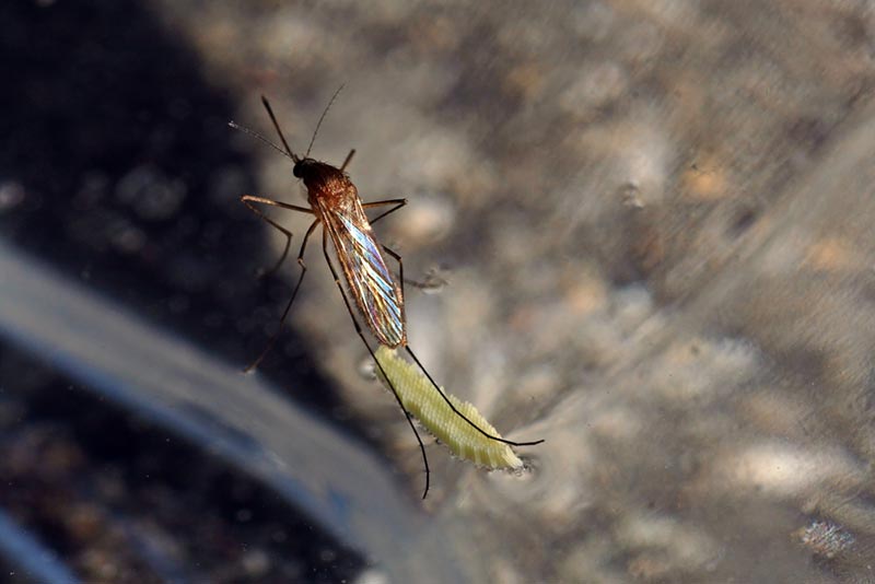 a mosquito lays eggs on the water surface