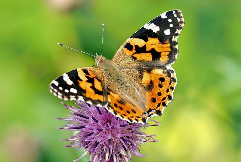 a painted lady butterfly on a purple flower