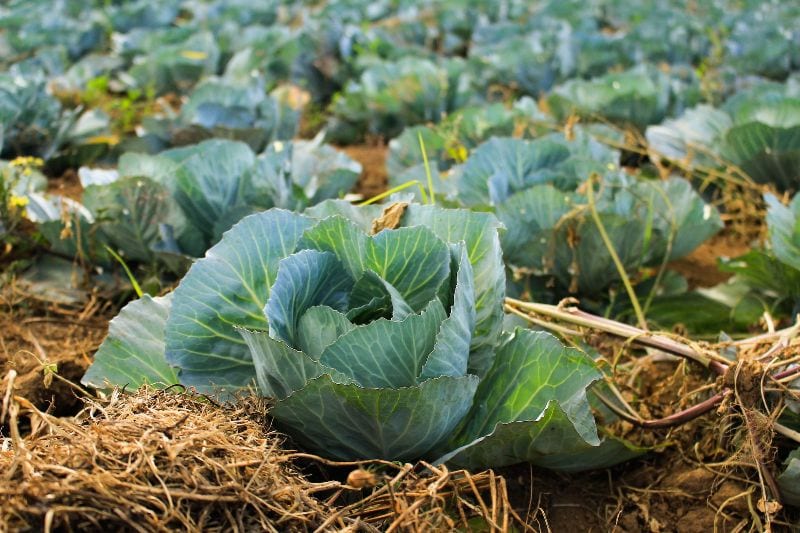 a patch of cabbages planted on the ground