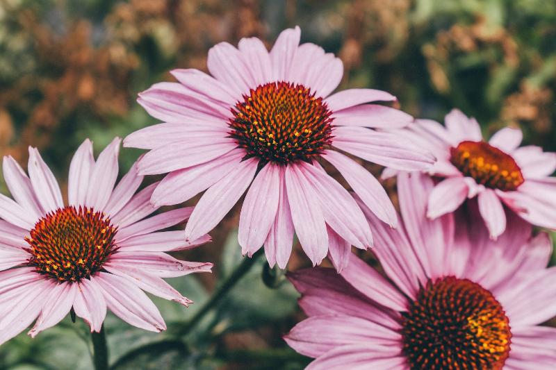 a patch of eastern purple Coneflower (Echinacea purpurea) flowers