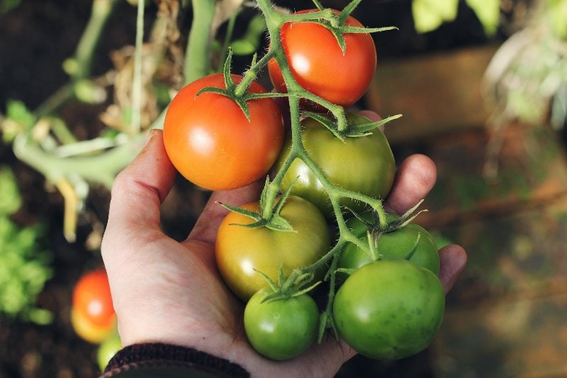 a person holding a bunch of tomato fruits