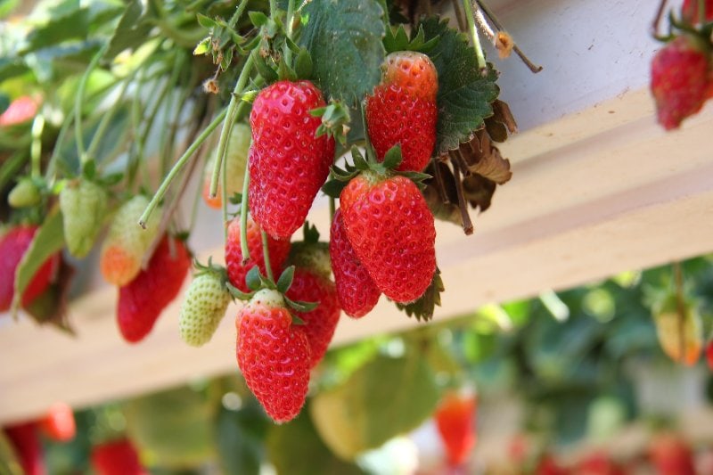 a planter with strawberries hanging down the side