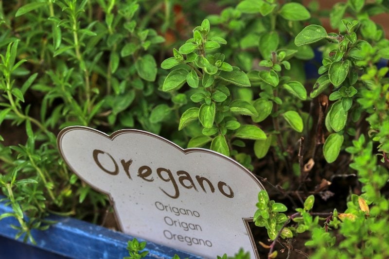 a pot with label for oregano herbs