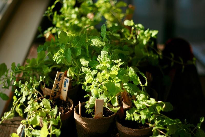 a variety of herbs