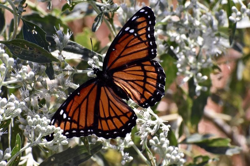 a viceroy butterfly on white flowers