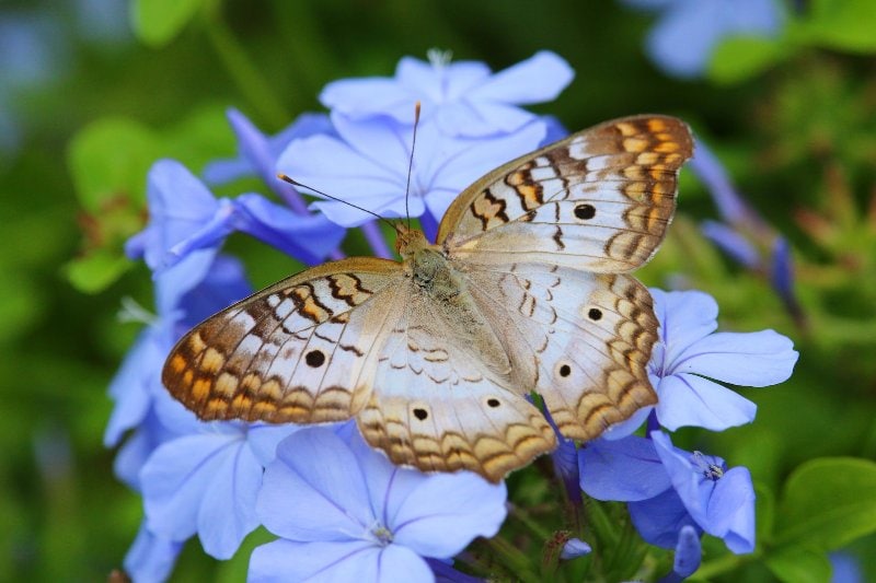 a white peacock butterfly on blue flowers