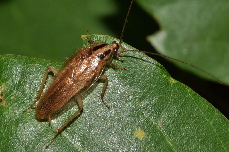 a wood cockroach on a leaf