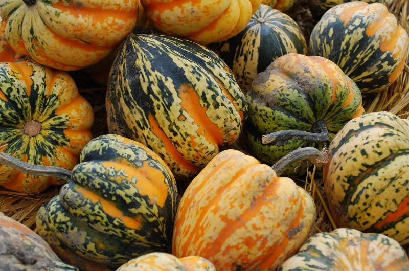 acorn squash