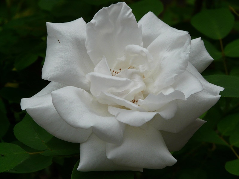 aimee gardenia flower