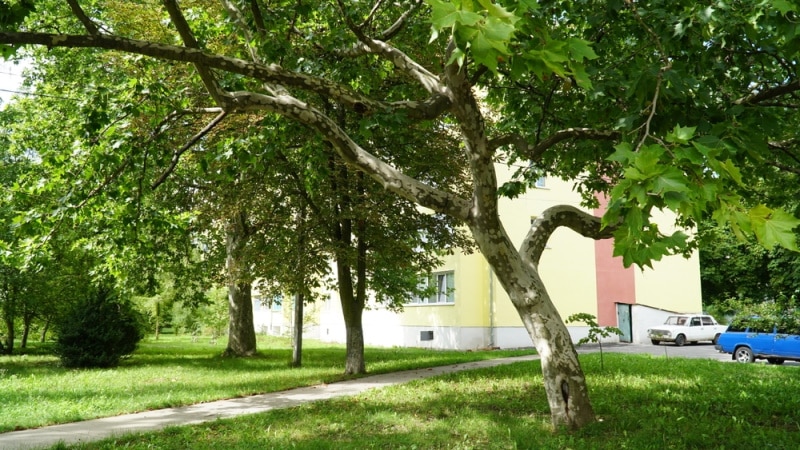 american plane tree