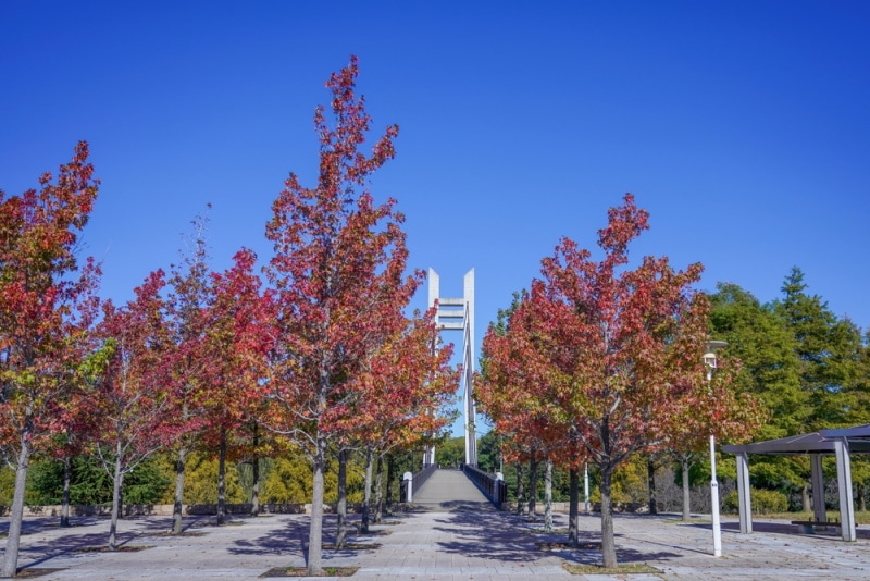 american sweetgum tree