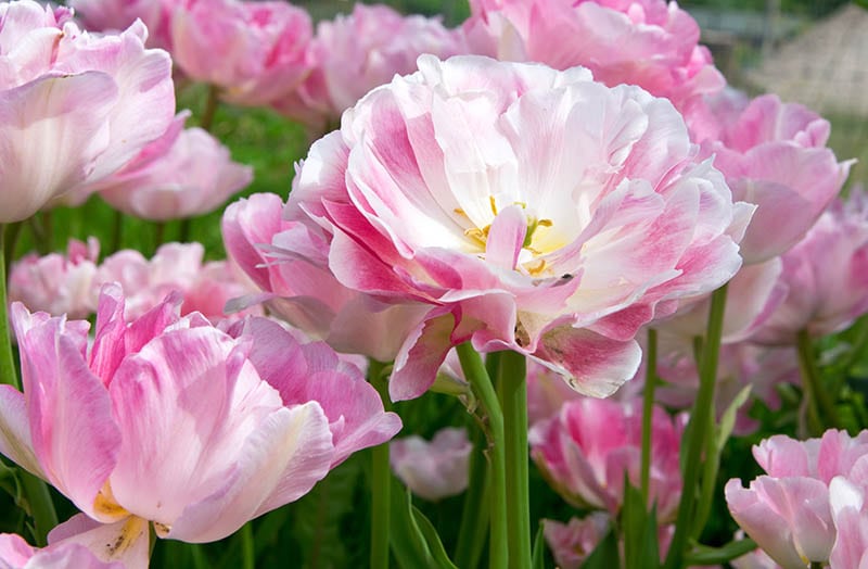 angelique tulips