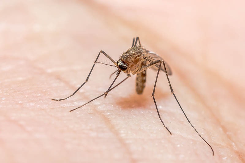Close up of an Anopheles mosquito on a person's skin