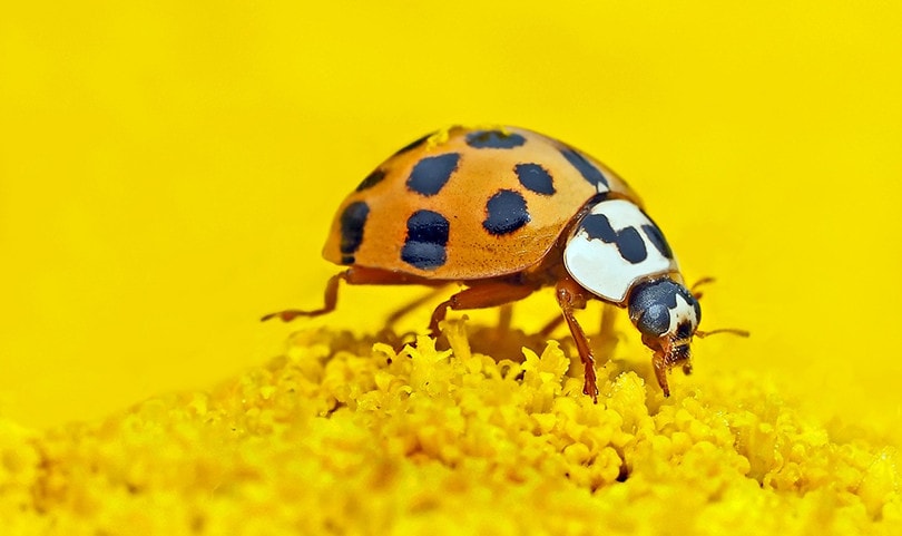 asian beetle