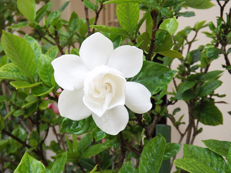 august beauty gardenia flower