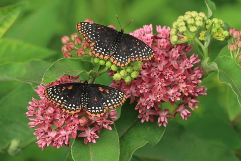 baltimore checkerspot butterfly