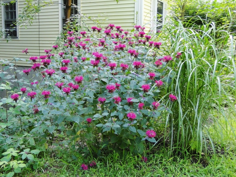 bee balm plant